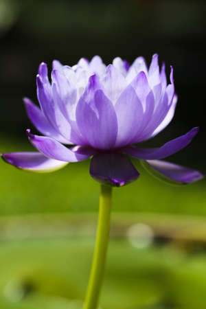 Closeup blooming blue Australian Giant waterlilyの写真素材