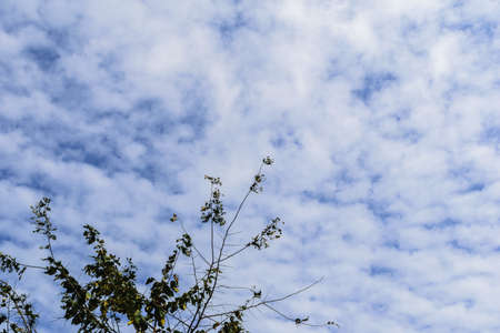 Green trees and blue sky, concept for background texture.