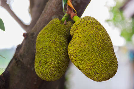Jackfruit on the Jackfruit tree, close up viewpoint, bokeh background.