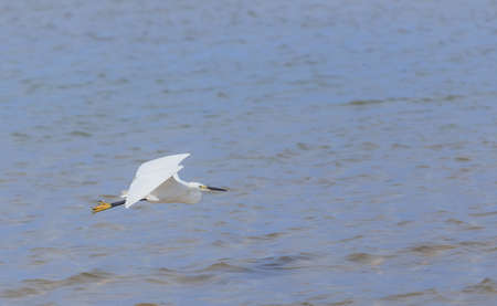 Egret flying over beach and waves, ocean and blue sky background.の写真素材