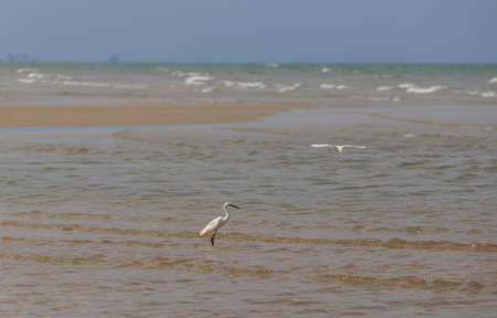 Egret standing in the sea, ocean and blue sky background.