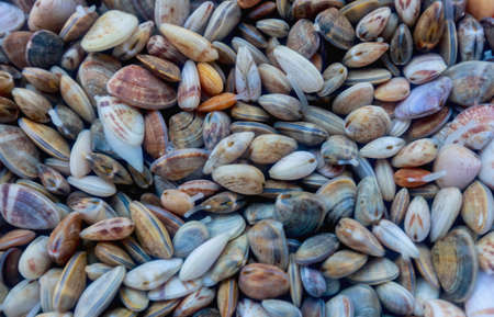 Fresh raw Donax wedge shells with their tongues found at the beach, Thailand.の写真素材