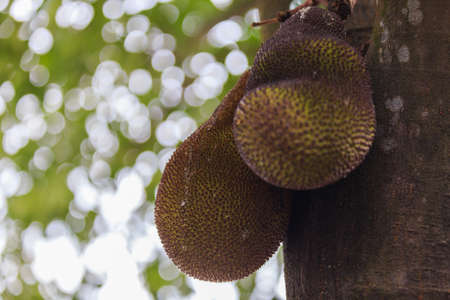 Jackfruit on the Jackfruit tree, close up viewpoint, bokeh background.の写真素材