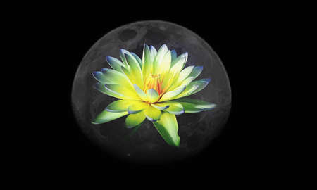 Close up blooming waterlily or lotus flower with moonの写真素材
