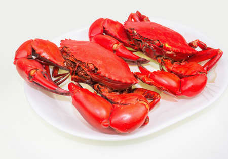 Steamed mud crab in a white plate, isolated on white background.の写真素材