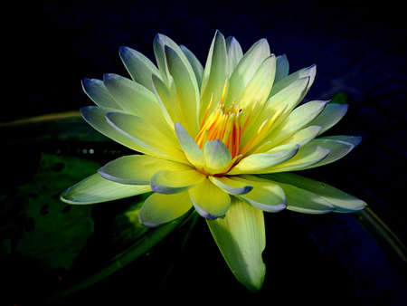 Waterlily or Lotus flower on blur backgroundの写真素材