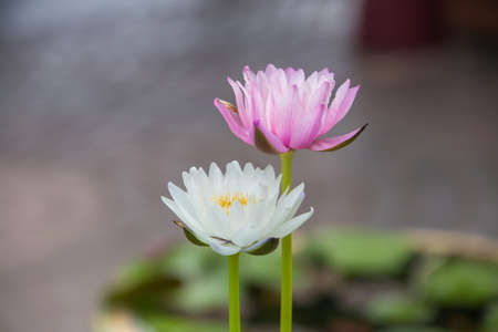 Close up Waterlily or lotus flower on blur backgroundの写真素材
