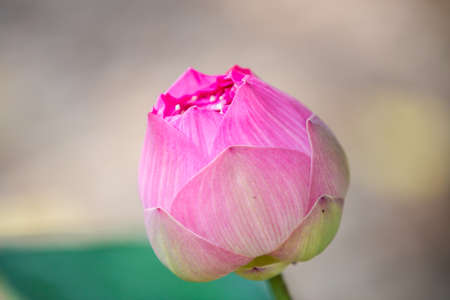Close up Waterlily or lotus flower on blur background