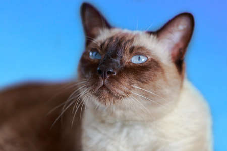 Siamese cat or seal brown cat with grey eyes, selective focus.の写真素材
