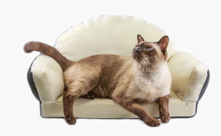 Siamese cat or seal brown cat with grey eyes, resting on bed.の写真素材