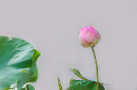Close up Waterlily or lotus flower on blur backgroundの写真素材