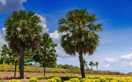 Sugar palm trees with sunlight and clear blue sky in a sunny day.の写真素材