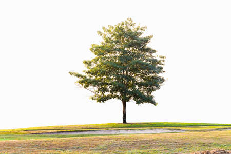 Beautiful tree in the golf course, near green and bunker, isolated on white background.の写真素材