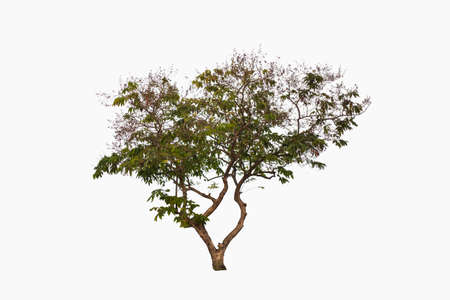 Beautiful green tree, with curved shape, isolated on white background.の写真素材