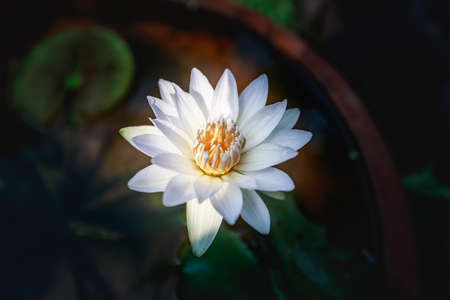 Close up waterlily or lotus flower isolated on blur background.の写真素材