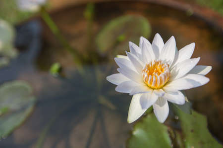 Close up waterlily or lotus flower isolated on blur background.の写真素材