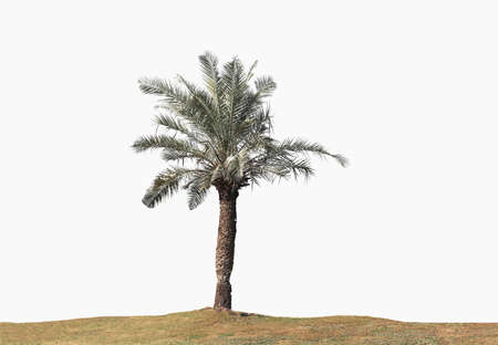 Beautiful palm tree with ground, isolated on white background.の写真素材