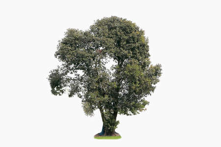 Beautiful big green tree, isolated on white background.の写真素材