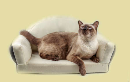 Siamese cat or seal brown cat with grey eyes, resting on bed.の写真素材