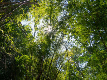 Tall bamboo trees in woods, with sunlight   in tropical forest.の写真素材