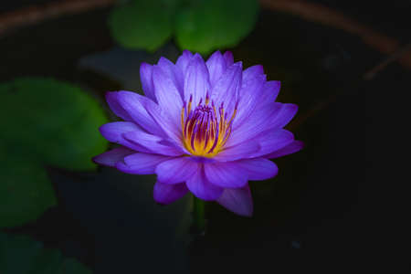 Close up waterlily or lotus flower on blur background.の写真素材