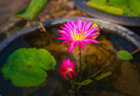 Close up waterlily or lotus flower on blur background.の写真素材