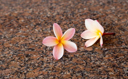plumeria on granite floorの写真素材
