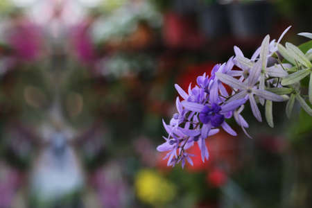 Beautiful violet sandpaper vine flowers in colorful backgroundの写真素材