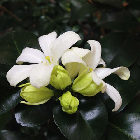 Giant orange jasmine bouquetの写真素材