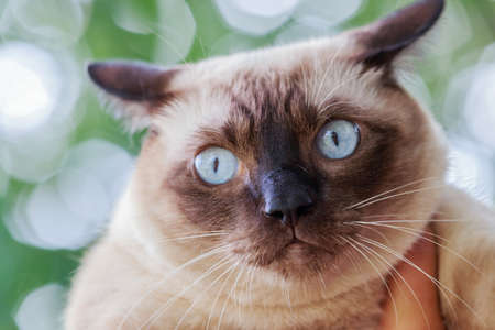 Siamese cat or seal brown cat with grey eyesの写真素材