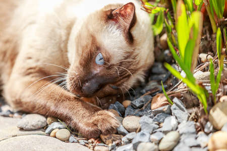 Siamese cat or seal brown cat with grey eyesの写真素材