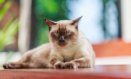 Siamese cat or seal brown cat with grey eyesの写真素材
