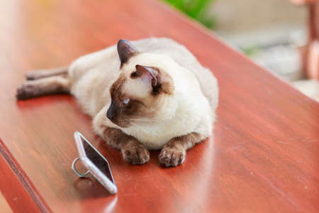 Siamese cat or seal brown cat with grey eyes, lying beside smart phone.の写真素材