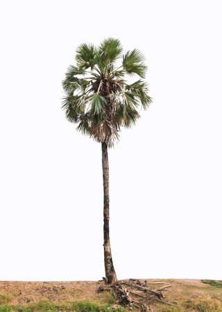 Beautiful sugar palm tree, isolated on white background.の写真素材