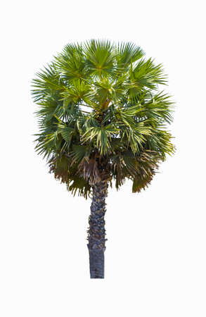 Beautiful sugar palm tree, isolated on white background.の写真素材