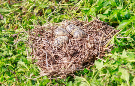Birds Eggs in the nest, on green grass background. The Red-wattled bird usually lays her egg on the meadow ground.の写真素材