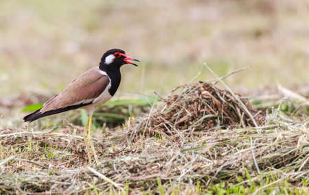 Red wattled Lapwing bird, in the garden, blurred background.
