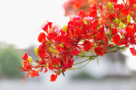 Red Peacock flower tree, on blur background.の写真素材