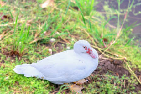 White duck standing alone on the grass near a lake, or pond, blurred background.の写真素材