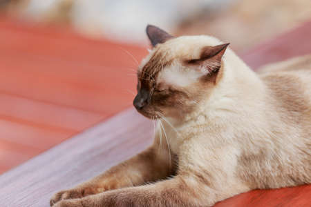 Siamese cat or seal brown cat with grey eyesの写真素材