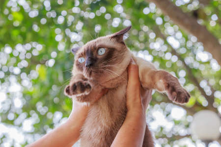 Siamese cat or seal brown cat with grey eyesの写真素材