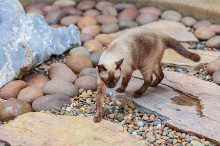 Siamese cat or seal brown cat with grey eyesの写真素材