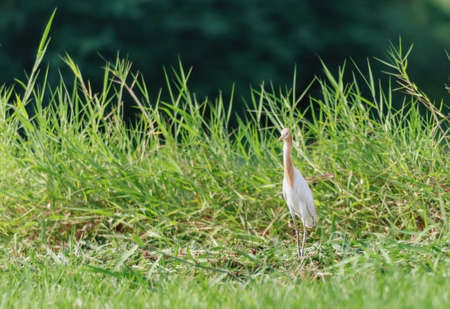 White egret, heron bird, standing on the grass at riverside, looking for something to eat.の写真素材