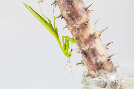 Green grasshopper, side view, hanging on the Crown of thorns tree branch, isolated on white background.の写真素材