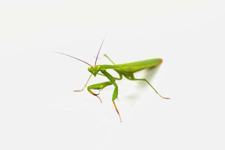 Green grasshopper isolated on white background.