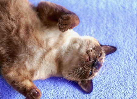 Siamese cat or seal brown cat with grey eyes, resting on a carpet floor.の写真素材