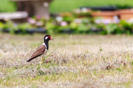 Red wattled Lapwing bird, in the garden, blurred background.の写真素材