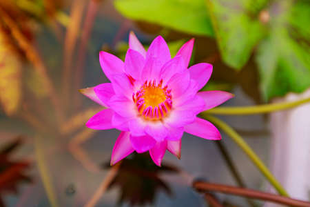 Close up waterlily or lotus flower on blur background.の写真素材