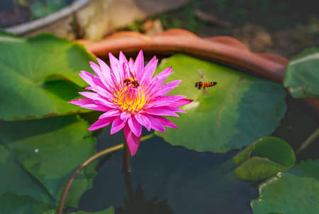 Close up waterlily or lotus flower on blur background.の写真素材