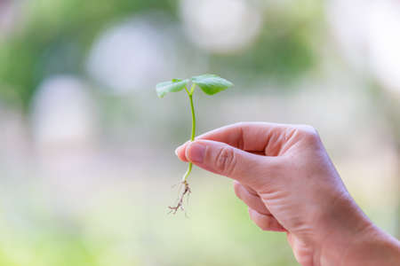 Hand catching, holding a sprout or seedling, concept of growth and prosperity.の写真素材